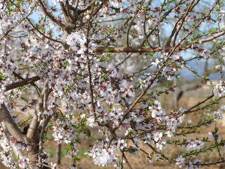 Beautiful fragrant almond blossoms at springtime at Mallorca, Balearic islands, Spain