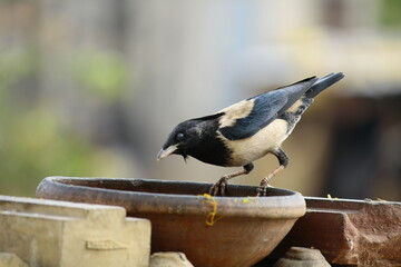 bird searching for food