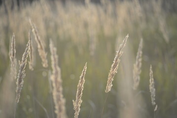 Fototapeta premium spikelets of cereal wheat field cereals field summer ears vertical photography flowers against the background of mallow ukraine beautiful poster background photo out of focus in high quality blue sky 