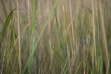 spikelets of cereal wheat field cereals field summer ears vertical photography flowers against the background of mallow ukraine beautiful poster background photo out of focus in high quality blue sky 