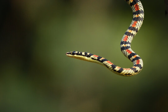 ChrysopeleaBilder StockFotos & Videos. Adobe Stock