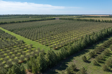 Fototapeta na wymiar Aerial view green agricultural farm field with growing plants and trees.