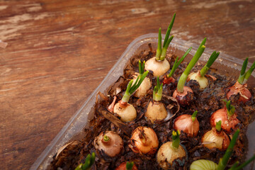 Home plants, potted vegetables and greens, fresh onions in pot on wooden table. Seasonal harvest, close up shot