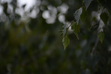 green birch leaves close-up, birch branches, bright bokeh, blurred abstract background against the sky