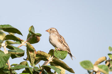 Passer domesticus - House sparrow - Moineau domestique - Parc Naturel de la Forêt d'Orient