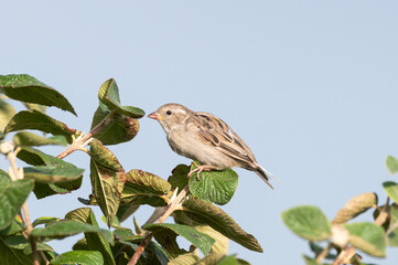 Passer domesticus - House sparrow - Moineau domestique - Parc Naturel de la Forêt d'Orient
