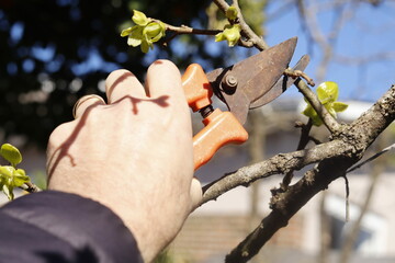 pruning a branch