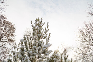 pine tree top covered with snow on white sky background, view from below