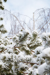 pine tree top covered with snow on white sky background, view from below