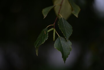 green birch leaves close-up, birch branches, bright bokeh, blurred abstract background against the sky