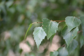green birch leaves close-up, birch branches, bright bokeh, blurred abstract background against the sky	
