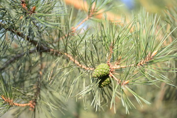 abstraction, photo of pine needles out of focus, green bokeh of a Christmas tree, on a green background, green pine trees, coniferous branches, 
fir cones, green p coniferous cones, pine cones,
