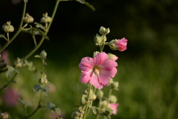 Obraz premium wildlife, natural, photographs without retouching, mallow flowers pink red large out of focus beautiful abstract colors background poster on green background purple abstract photography
