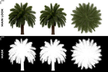 3D Rendering of Tropical Trees (Caribbean and beach) with alpha mask to cutout and PNG editing. Vegetation for Nature Compositing