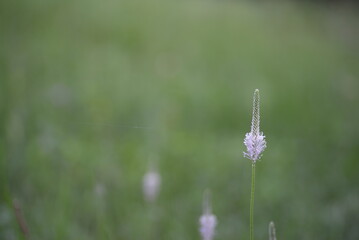 green background with pale pink flowers, pale pink flowers of plantain broadleaf, beautiful sunny background, green background, grass, meadow, gradient, closeup, pink stamens, purple pistils,
