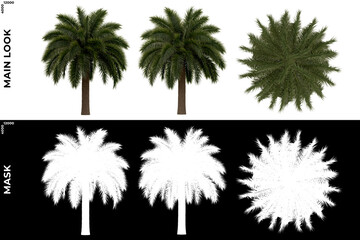 Fototapeta na wymiar 3D Rendering of Tropical Trees (Caribbean and beach) with alpha mask to cutout and PNG editing. Vegetation for Nature Compositing