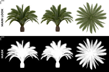 3D Rendering of Tropical Trees (Caribbean and beach) with alpha mask to cutout and PNG editing. Vegetation for Nature Compositing