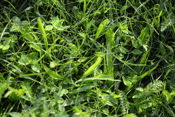 morning green unplowed meadow, leaves of clover, dandelion, plantain, grass, the field lit by the sun is saturated with green color