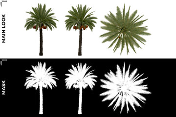 3D Rendering of Tropical Trees (Caribbean and beach) with alpha mask to cutout and PNG editing. Vegetation for Nature Compositing