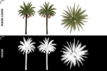 3D Rendering of Tropical Trees (Caribbean and beach) with alpha mask to cutout and PNG editing. Vegetation for Nature Compositing