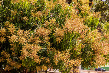  Tree laden with Mango fruit blossoms