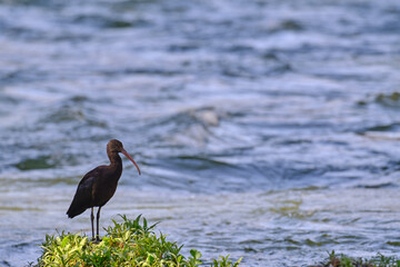 Puna Ibis (Plegadis ridgwayi), Shadowed silhouette of a beautiful ibis perched on a bushy crag with the turbulent river in the background.