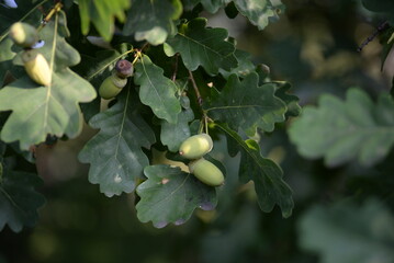oak leaves, close-up, green, acorns, green background, bright bokeh, blurred, abstract, background, tree, nature, leaf, fruit, plant, food, leaves, branch, garden, summer, agriculture, yellow, acorn, 