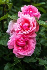 Flowering ‘Queen Elizabeth’ Tree Rose
