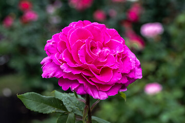 Flowering ‘Peter Mayle’ Hybrid Tea Rose