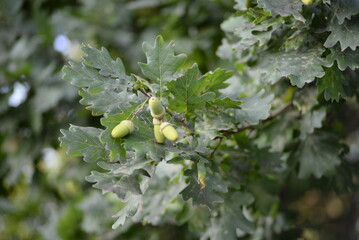 oak leaves, close-up, green, acorns, green background, bright bokeh, blurred, abstract, background, tree, nature, leaf, fruit, plant, food, leaves, branch, garden, summer, agriculture, yellow, acorn, 