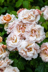 Flowering ‘Mother of Pearl’ Hybrid Tea Rose