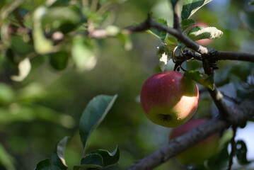 Ripe apples close-up, apples on a branch, fruit harvest in the garden