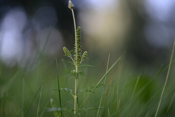
morning green unplowed meadow, leaves of clover, dandelion, plantain, grass, ragweed, the field lit by the sun is saturated with green color, photo from the side, plantain flowers