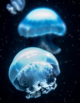 Floating Cannonball Jellyfish (Stomolophus Meleagris)