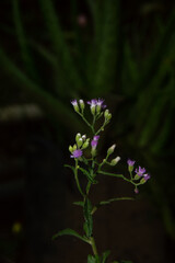 close-up of purple wildflowers in bloom