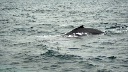 Dorsal fin of a humpback whale (Megaptera novaeangliae) in Machalilla National Park, off the coast...