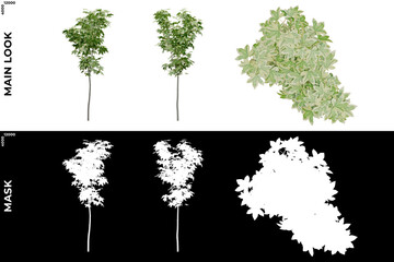 3D Rendering of Garden Plants (Residential or Commercial Space) with alpha mask to cutout and PNG editing. Vegetation for Nature Compositing