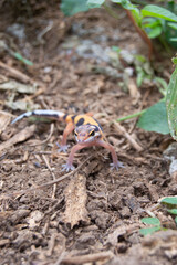leopard gecko playing in the garden. orange leopard gecko. domesticated reptile.