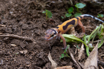leopard gecko playing in the garden. orange leopard gecko. domesticated reptile.