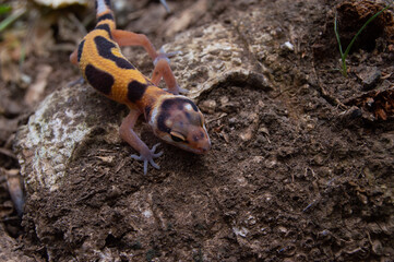 leopard gecko playing in the garden. orange leopard gecko. domesticated reptile.