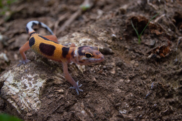 leopard gecko playing in the garden. orange leopard gecko. domesticated reptile.