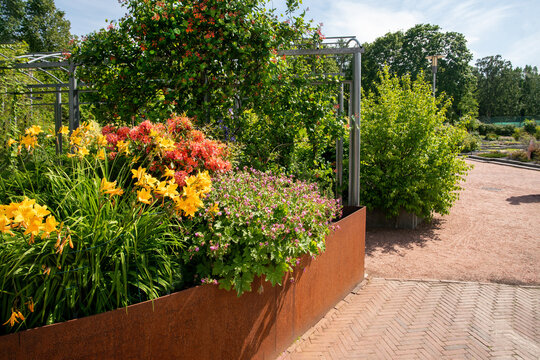 Rhododendron and honeysucle flowering  in corton steel boxes  in  Kaisaniemi Botanical Gardens in Helsinki