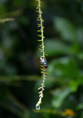 Housefly (Musca domestica) on plant