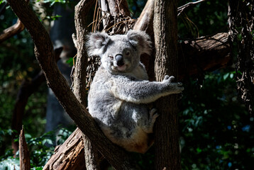 Koala ( Phascolarctos cinereus)