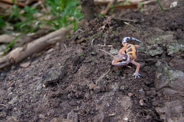 leopard gecko playing in the garden. orange leopard gecko. domesticated reptile.
