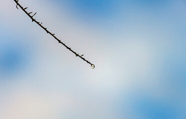 Raindrop on the branch of a plant
