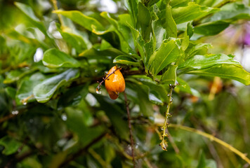 Raindrop on the branch of a plant
