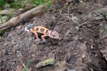 leopard gecko playing in the garden. orange leopard gecko. domesticated reptile.