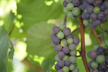 green blue grapes on a branch close-up