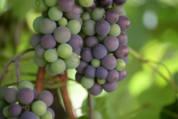 green blue grapes on a branch close-up